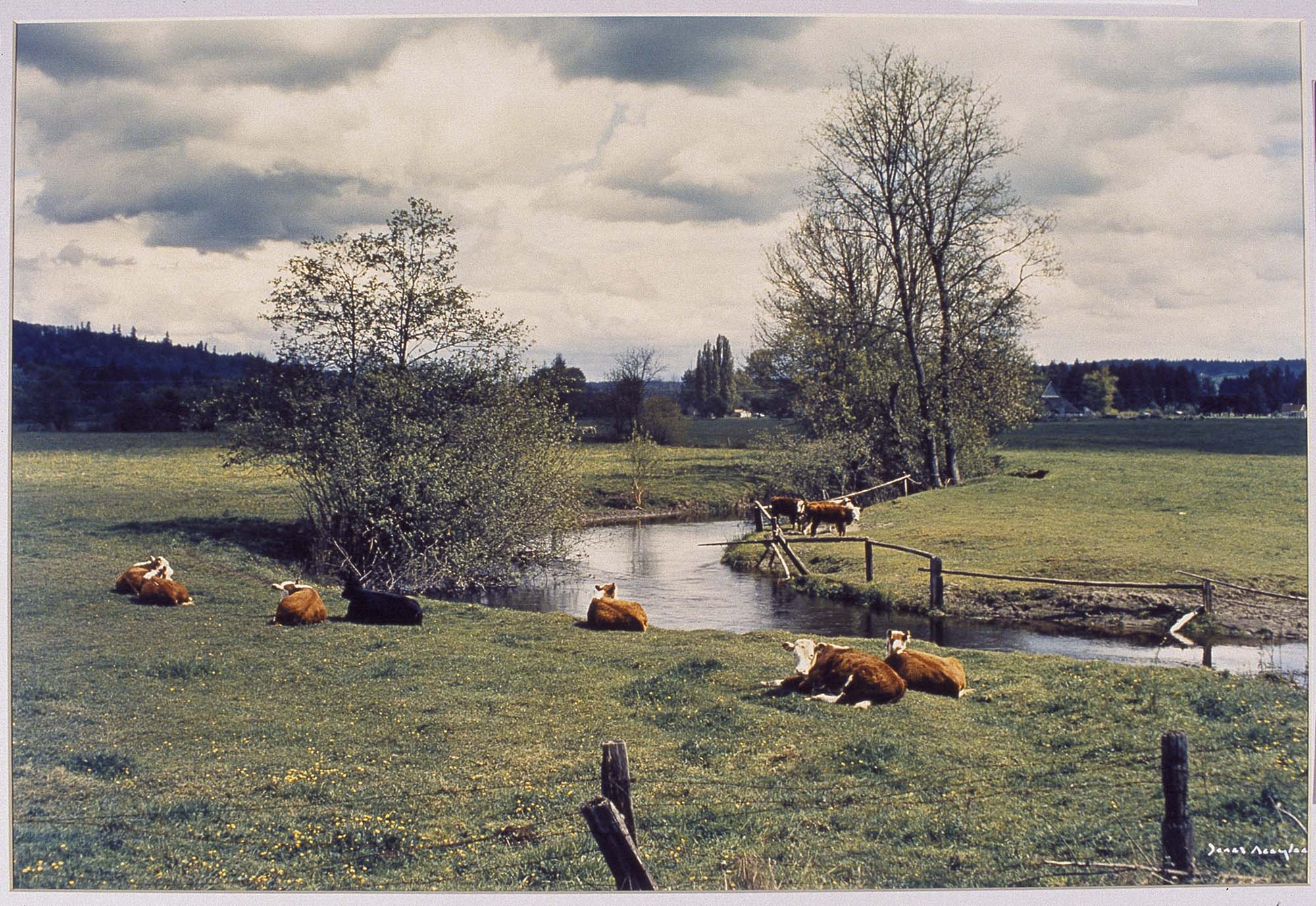 A pastoral photograph of cows next to a stream.